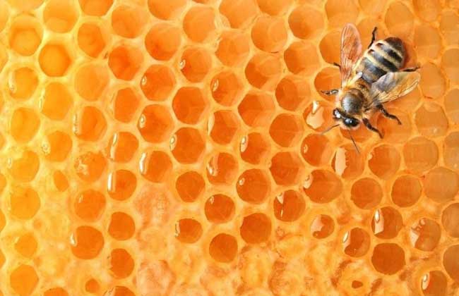 蜂蜜水减肥法是真的吗