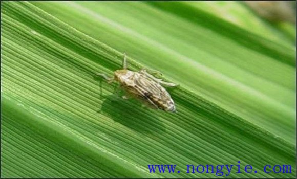 水稻“两迁”害虫是指什么