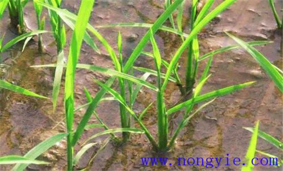 水稻秧苗黄化的原因有哪些