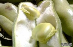 蚕豆有毒吗？