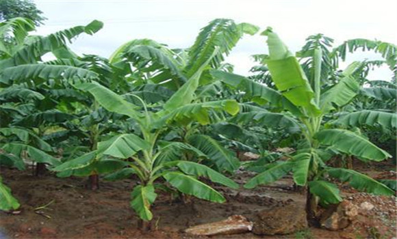 香蕉苗的种植方式