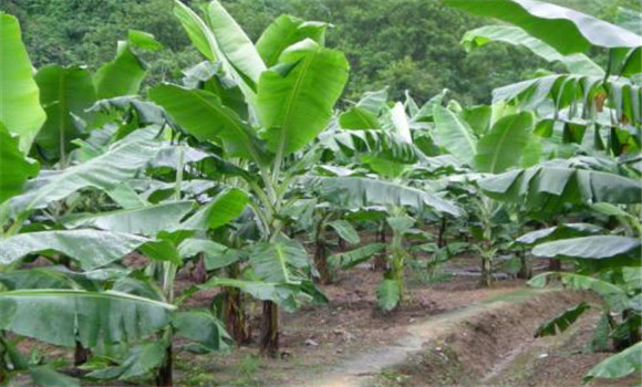 香蕉的定植技术要点