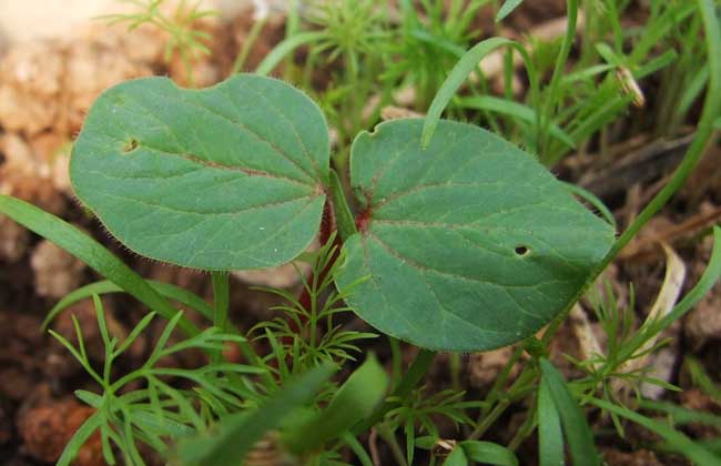 黄秋葵种植方法