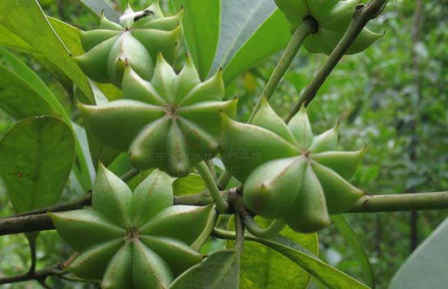 八角种植管理方法