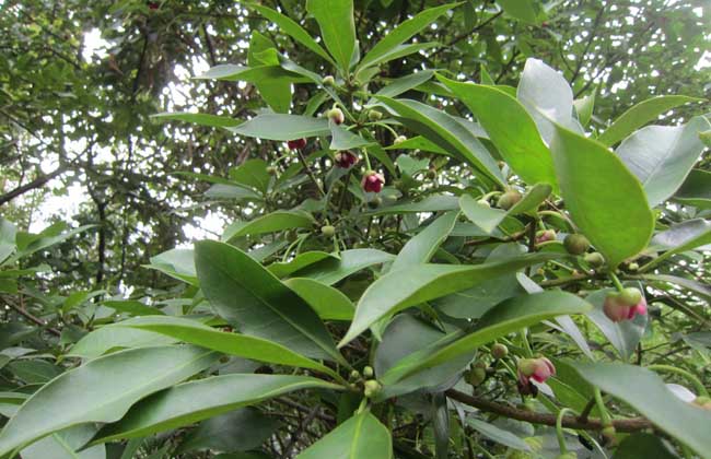 八角种植技术