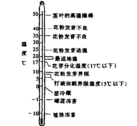草莓种植方法