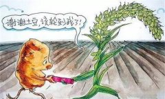 解决土壤连作障碍及次生盐渍化的对策