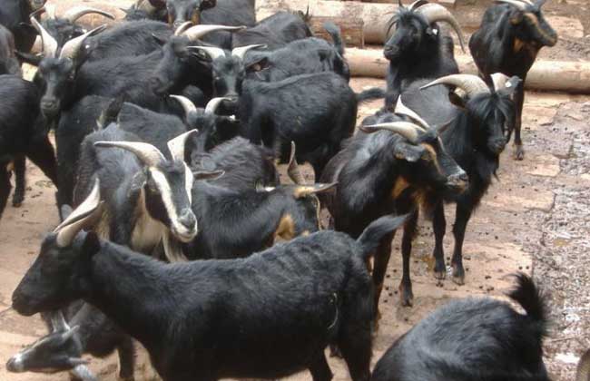 黑山羊种羊标准及饲养方法
