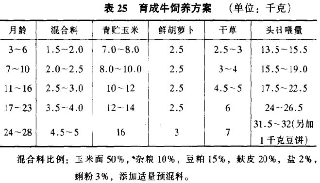 乳用育成牛的饲喂要点