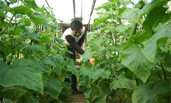 棚室内氨气的防除措施