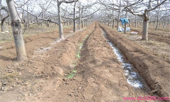 改善施肥方法，加强土壤管理