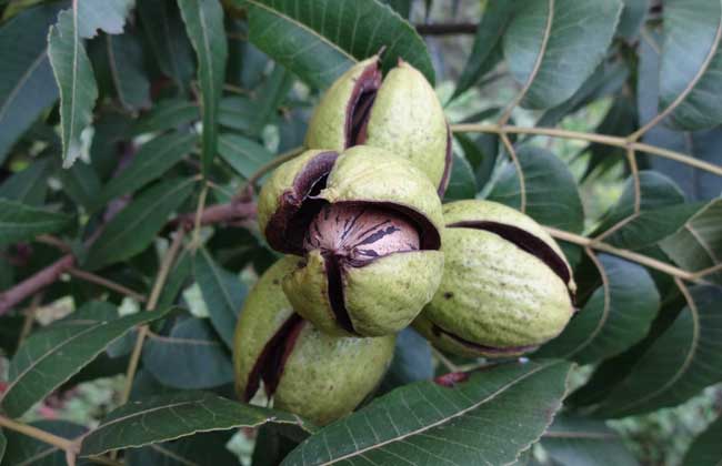 碧根果种植方法