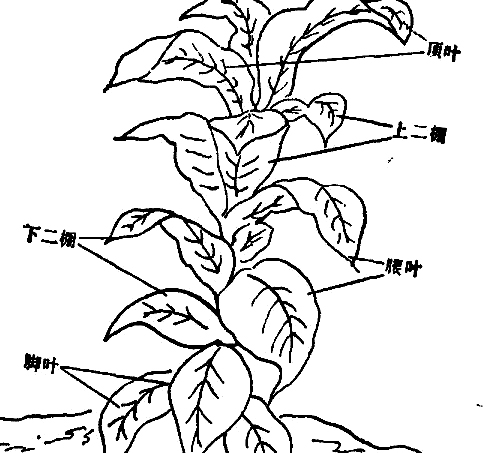 其它作物种植方法