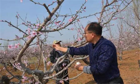 桃树的正常受粉