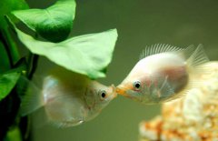 接吻鱼好不好养殖，接吻鱼怎么养才好？
