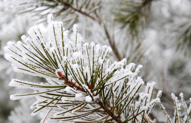 雪松和云杉的区别