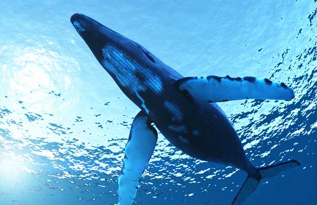 蓝鲸的繁殖习性