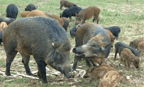 野猪的食性与生活规律