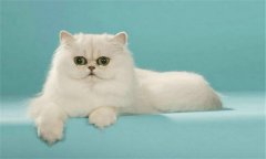 猫的种类有哪些，介绍世界那些著名的猫品种