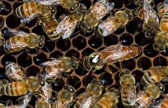 养蜂知识