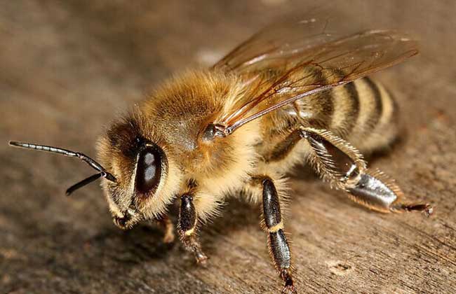 蜜蜂白垩病怎么治疗