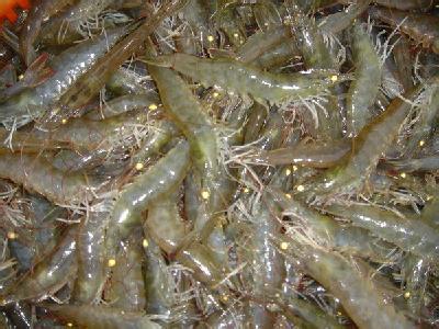 南美白对虾饲养管理技术
