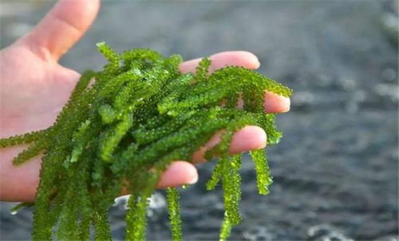 海藻的种类有哪些