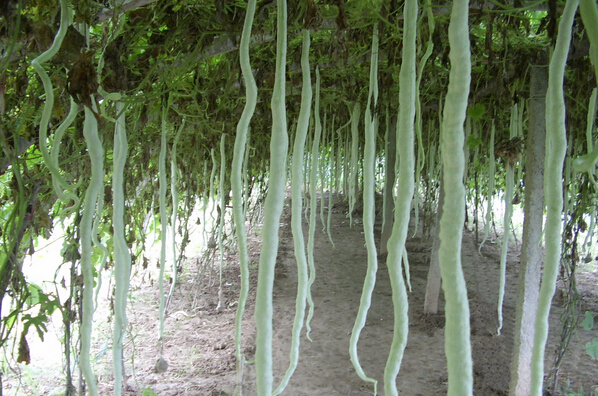 蔬菜种植管理方法