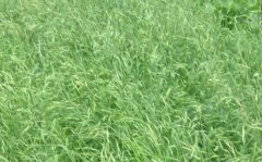 黑麦草播种方法 黑麦草种植技术和方法