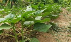 油葵种植行距和株距是多少 油葵的种植管理方法