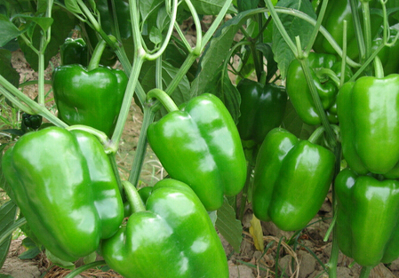 大棚青椒的管理与种植技术要点
