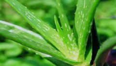 芦荟的功效与作用 芦荟的养颜功效