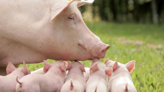 哺乳母猪的饲养管理