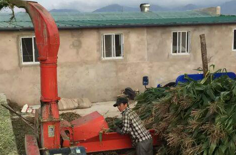 全株玉米青贮技术