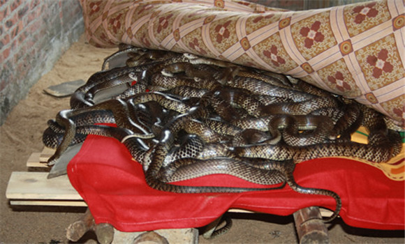 蛇冬眠温度
