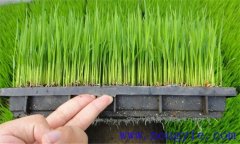 水稻新基质无土旱育秧的技术要点介绍