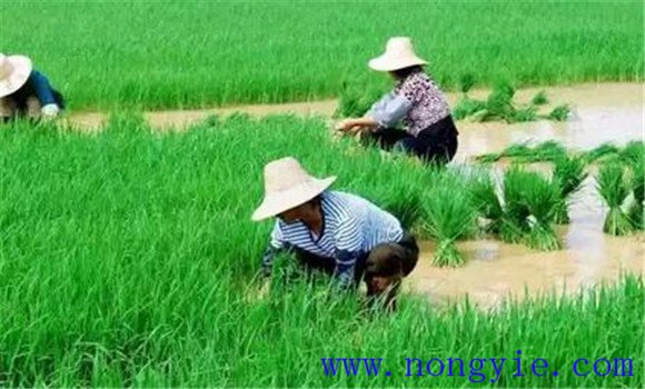 水稻要合理密植