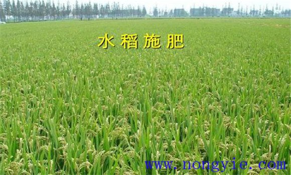 水稻标准化施肥技术