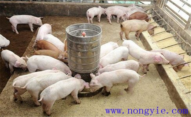 养猪节省饲料的方法