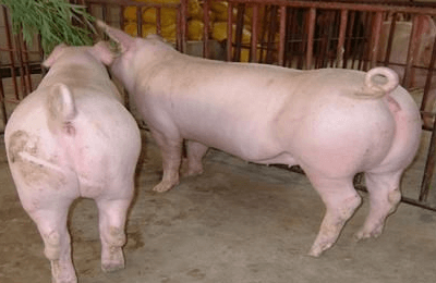 种母猪饲养管理技术