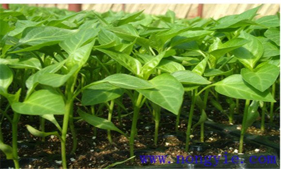甜椒种植技术与管理方法