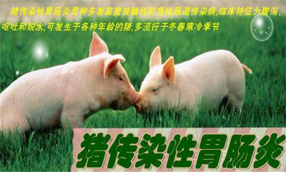 猪传染性胃肠炎症状，猪传染性胃肠炎怎么治疗
