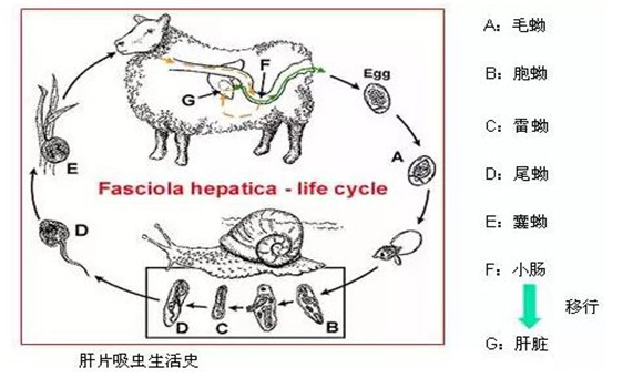 羊肝片吸虫病的症状