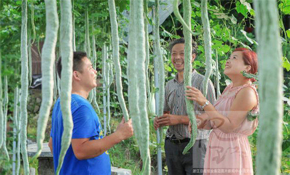 蛇豆种植方法