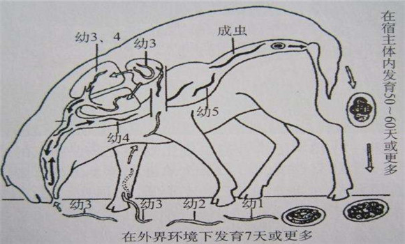 羊肺线虫病防治