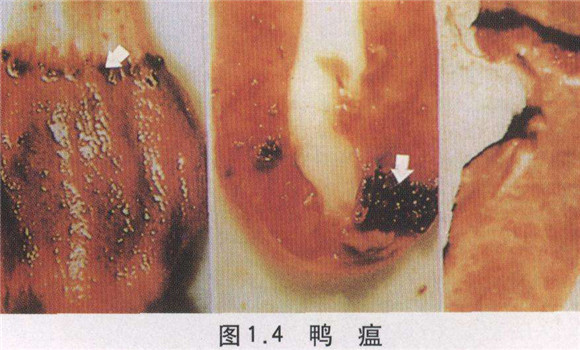 鸭瘟症状