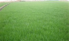 无芒雀麦播种方法 无芒雀麦栽培技术要点