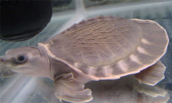 猪鼻龟是保护动物吗