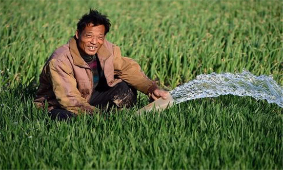小麦浇水最佳时间