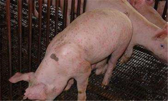 猪渗出性皮炎的治疗